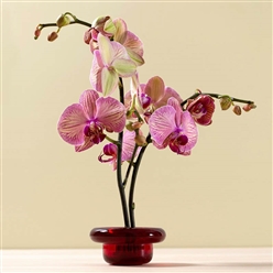 Bilde av Sirkel rød